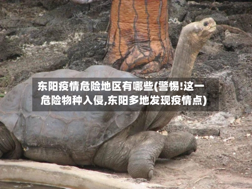 东阳疫情危险地区有哪些(警惕!这一危险物种入侵,东阳多地发现疫情点)