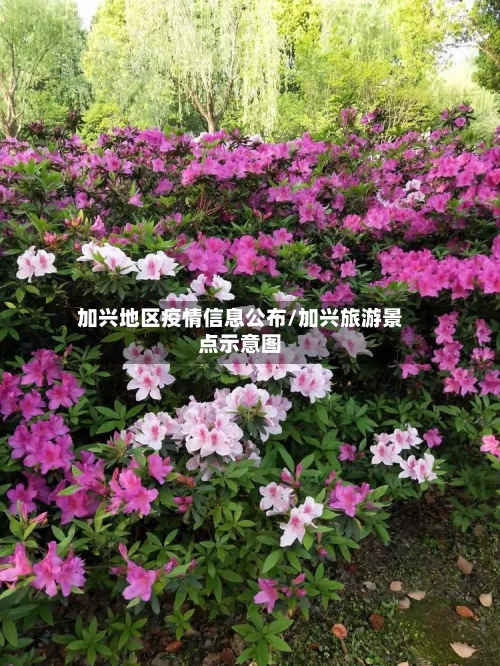 加兴地区疫情信息公布/加兴旅游景点示意图