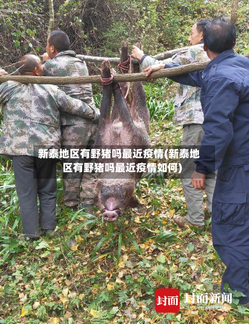 新泰地区有野猪吗最近疫情(新泰地区有野猪吗最近疫情如何)